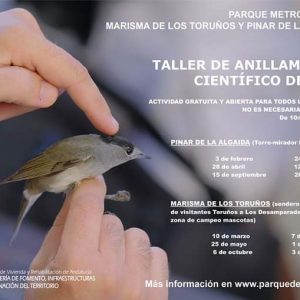 TALLER DE ANILLAMIENTO CIENTÍFICO DE AVES "Parque Metropolitano Marisma de Los Toruños y Pinar de la Algaida" (CÁDIZ) AÑO 2019 adondevoyconmifamilia