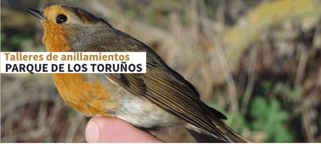 talleres anillamiento los toruños 2021