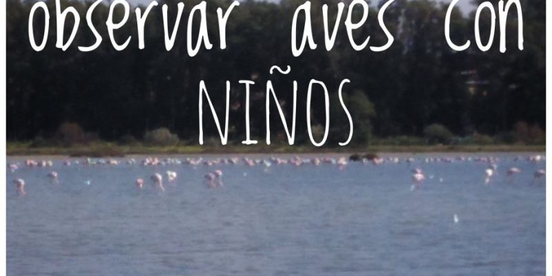 7 lugares para observar aves con niños adondevoyconmifamilia portada2