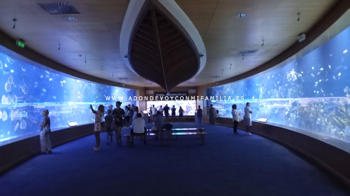 oceanografic verano 2025 adondevoyconmifamilia 02