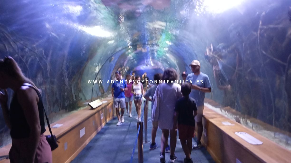 oceanografic verano 2025 adondevoyconmifamilia 03