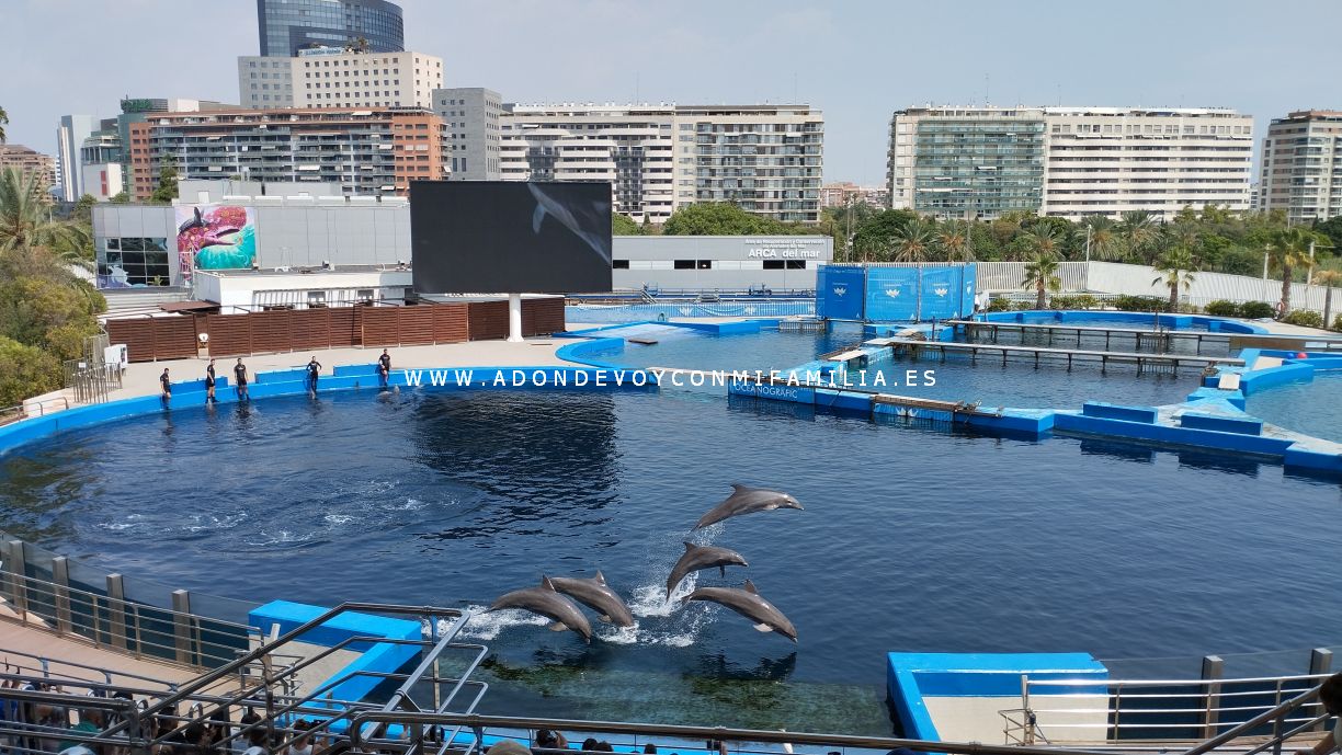 oceanografic verano 2025 adondevoyconmifamilia 06