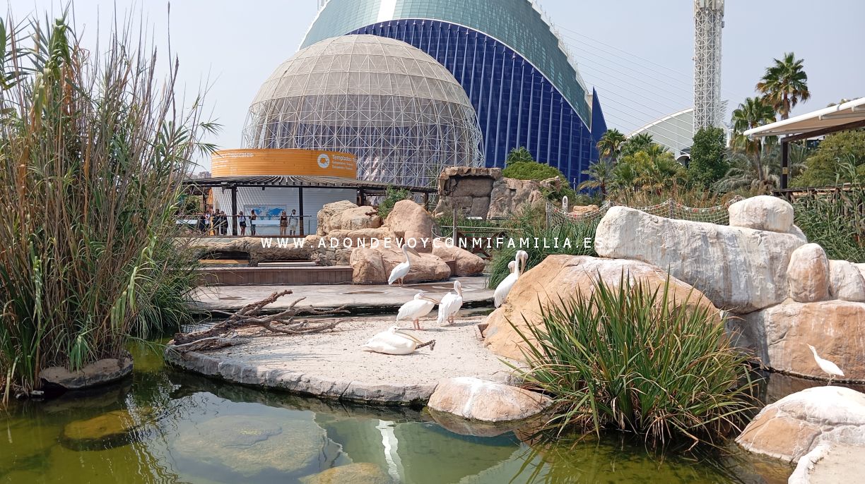 oceanografic verano 2025 adondevoyconmifamilia 08