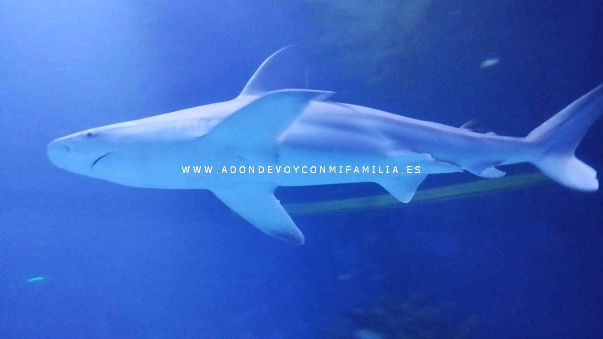 oceanografic verano 2025 adondevoyconmifamilia 09