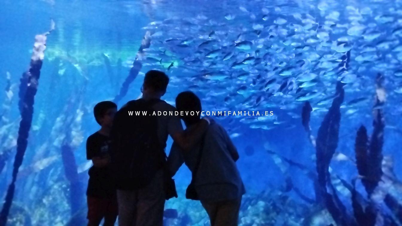 oceanografic verano 2025 adondevoyconmifamilia 15