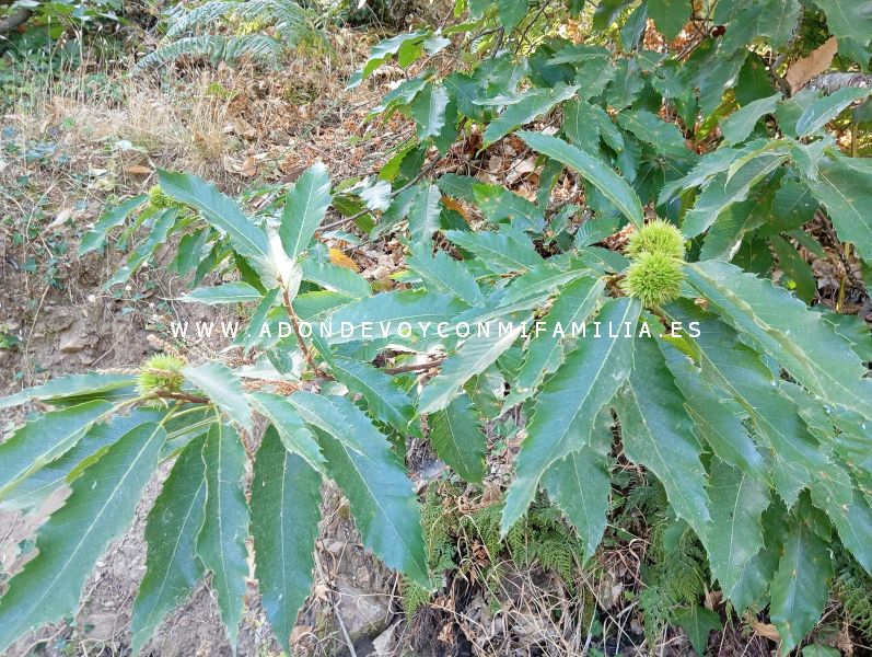 sendero castañar ojestos san martín trevejo adondevoyconmifamilia 03