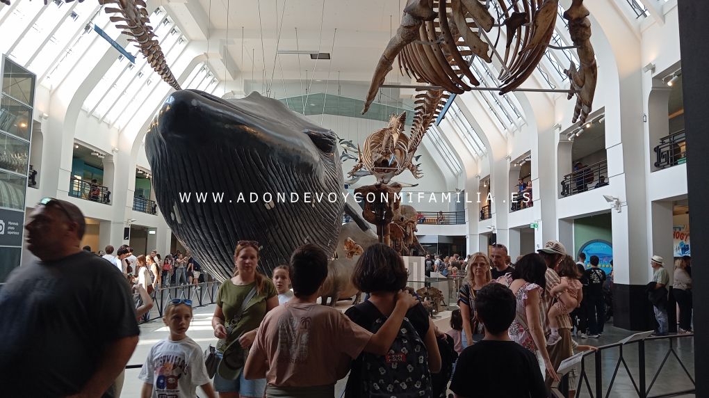 escocia y londres adondevoyconmifamilia museo historia natural 07