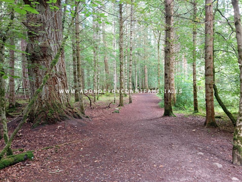 sendero reelig glen escocia adondevoyconmifamilia wikiloc 35