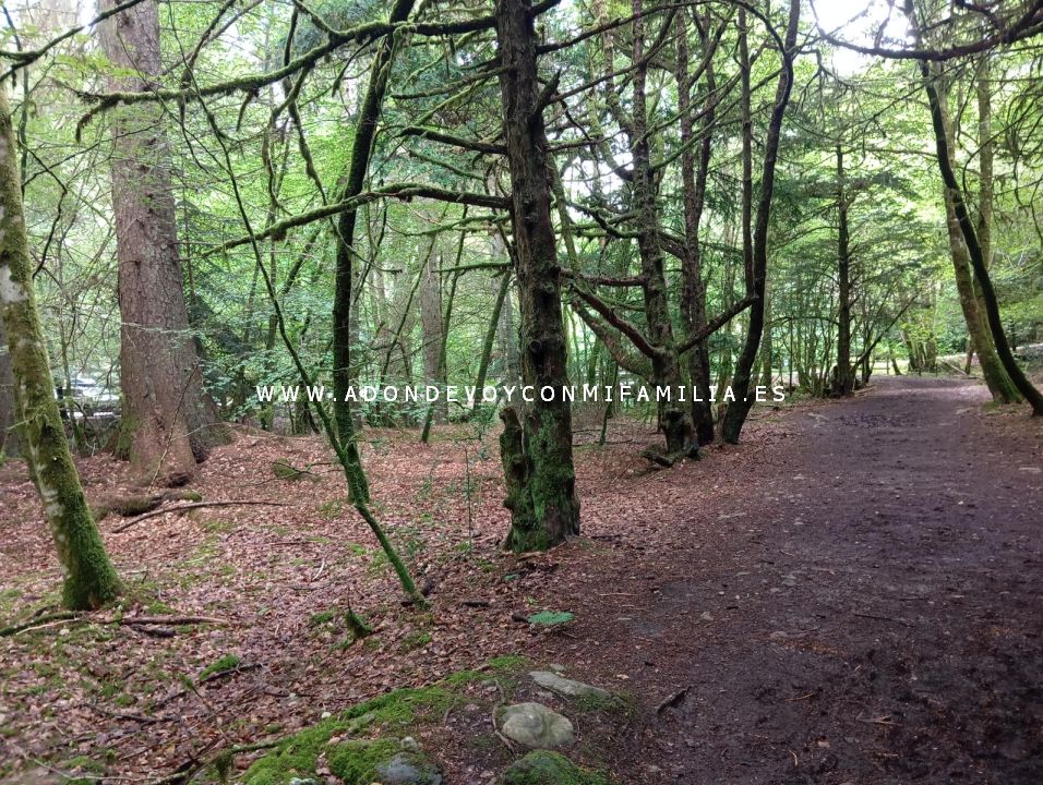 sendero reelig glen escocia adondevoyconmifamilia wikiloc 36